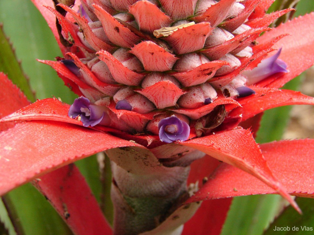 Ananas comosus (L.) Merr.